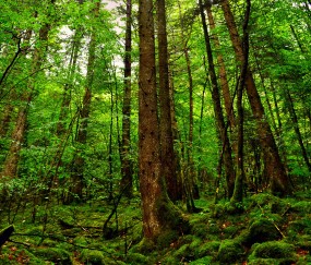 小孩打针会发烧（小孩打针发烧了怎么处理）