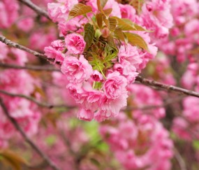 卵泡易碎粗糙怎样办（卵泡毛糙是要排卵了吗）