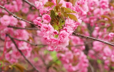 试管婴儿成功率受哪些因素影响