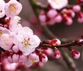 卵泡不成熟怀孕（卵泡不成熟怀孕了有没有健康宝宝）