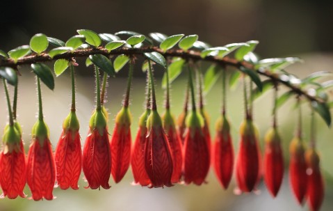 小孩发烧说头吵（小孩发烧时说头疼是什么原因）