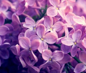 小孩发烧多长时间好（小孩发烧多久算正常）