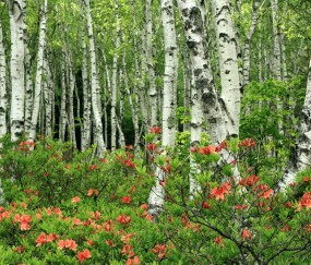 小孩跑来背汗发烧怎么办（小孩子背上发热流了好多汗）