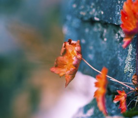 右侧卵泡1.8乘以1.7（右侧卵泡17*14）