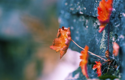 卵巢里卵泡不破（卵泡不破是什么情况）