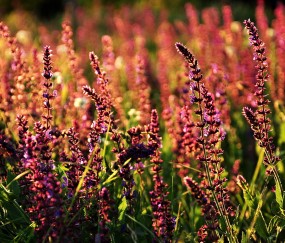 促卵泡成熟激素4000（促卵泡成熟激素和促黄体生成激素）