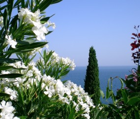 卵泡长到多大能受孕（卵泡长到多大可以安排同房）