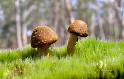 卵泡成熟后需要多久（卵泡成熟后多长时间排出）