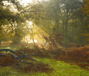 卵泡成熟怎么指导同房（卵泡成熟如何安排同房）
